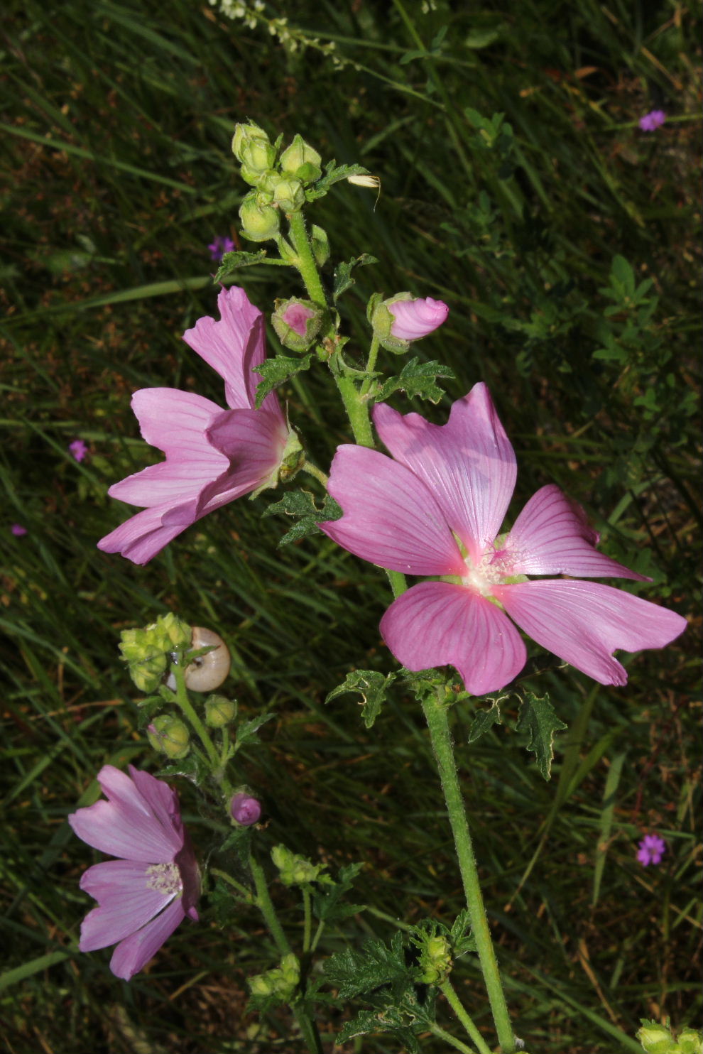 Malva alcea